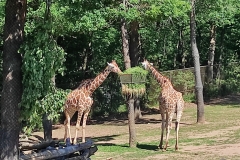 IMG_20220615_102806